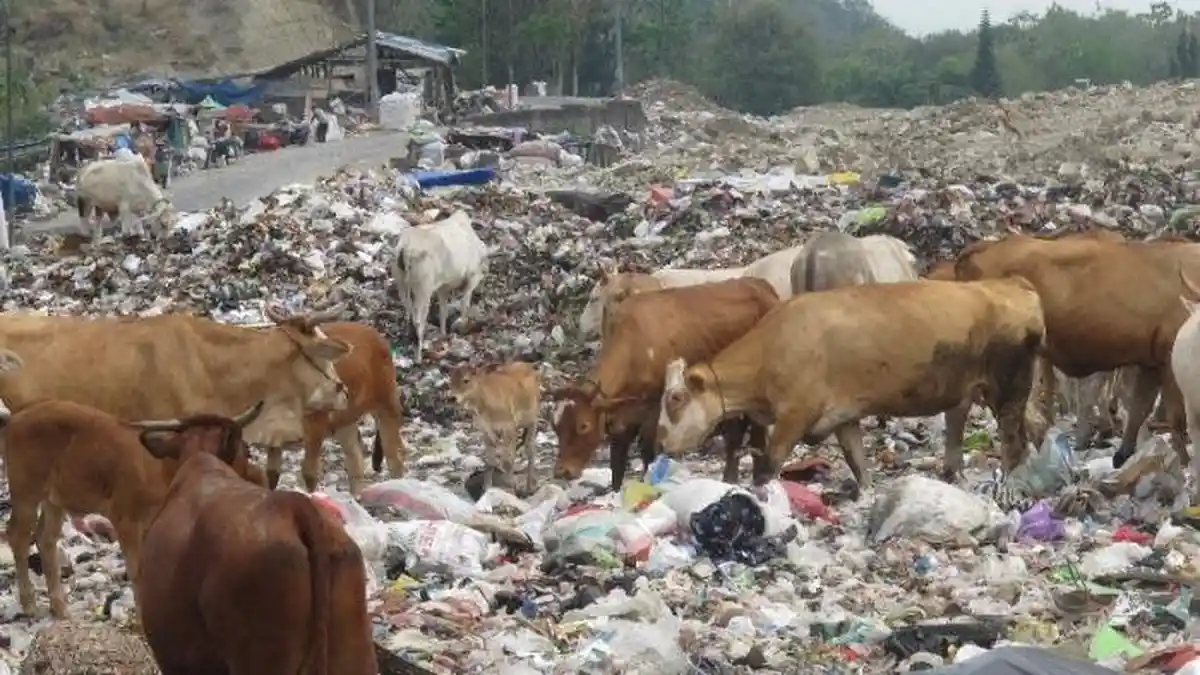 Awas Sapi yang Diberi Makan Sampah, Jika Dikonsumsi Bisa Berbahaya: Kenali Tiga Ciri-cirinya
