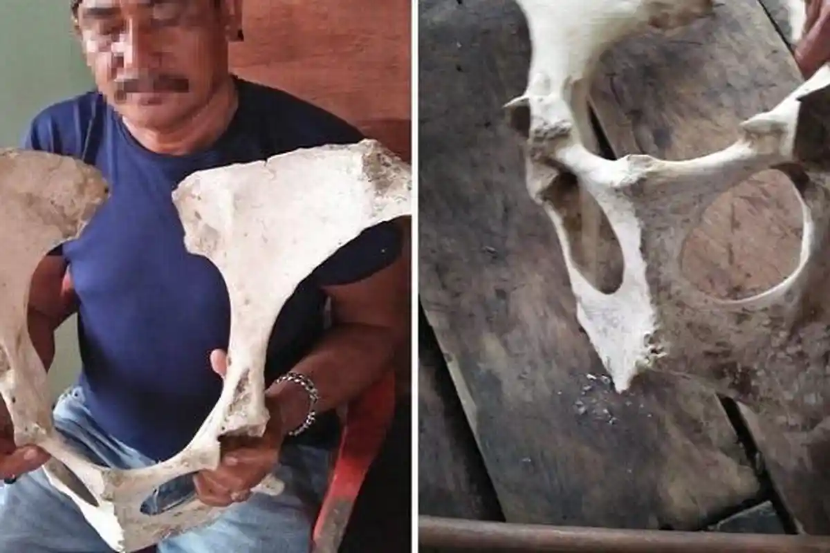 Heboh Penemuan Fosil Diperkirakan Ratusan Tahun di Tanjabtim Jambi, Netizen Respon Bercanda