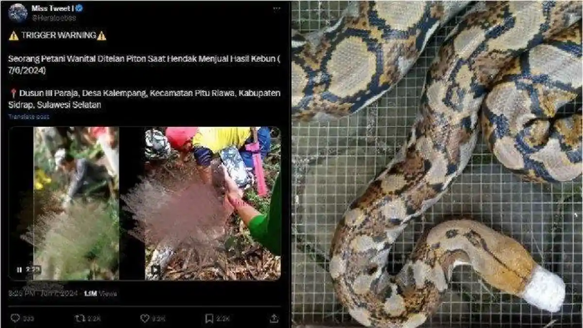 Viral Wanita di Sulsel Tewas Ditelan Ular Piton Setelah Dilaporkan Hilang, Begini Kronologinya