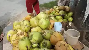 kelapa-muda-1.jpg