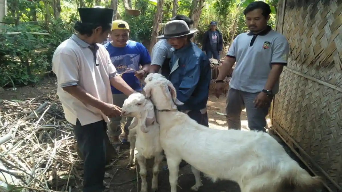 Menjelang Hari Raya Idul Adha, Pencurian Kambing di Lumajang Mulai Marak