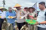 Panen-raya-jagung-pipil-kuartal-I-tahun-2026-oleh-Polres-Kampar.jpg