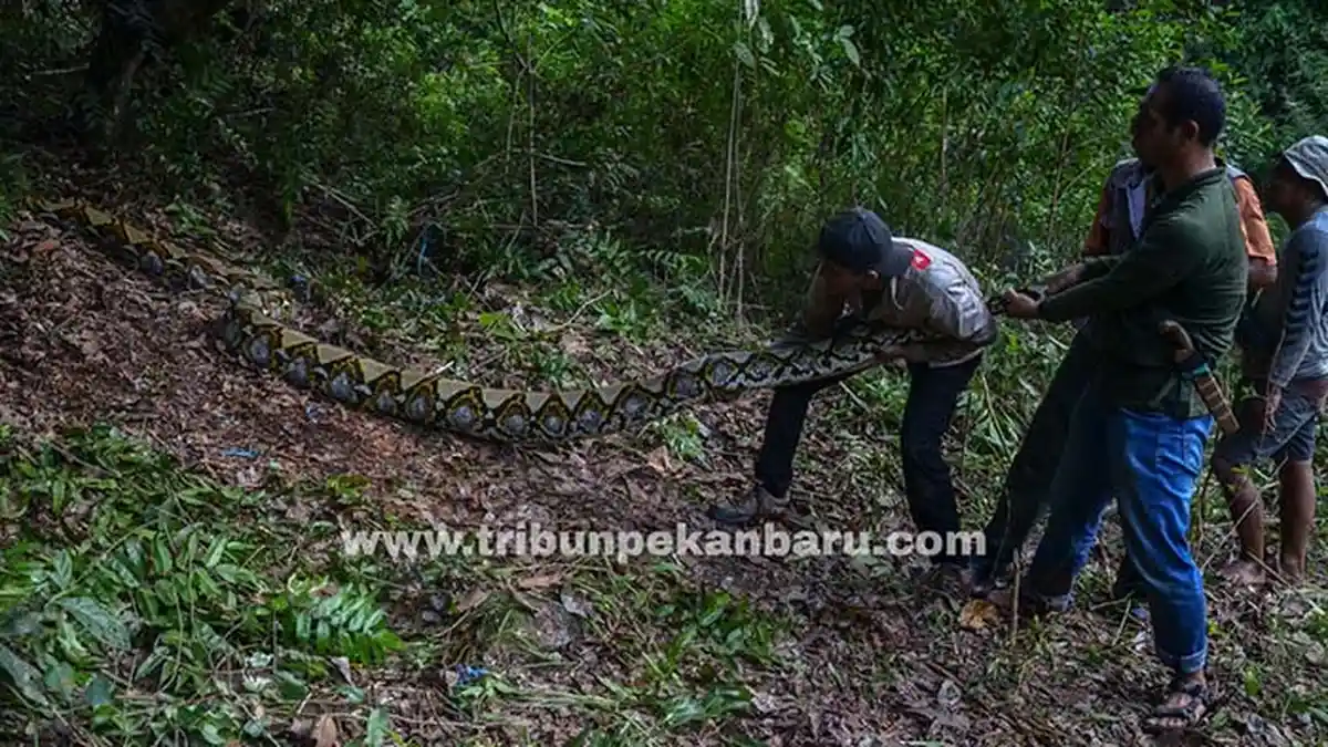 FOTO: Dua Ekor Ular Piton Dilepasliarkan di Hutan Konservasi Riau - lepasliarkan-ular-di-riau.jpg