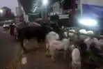 Pedagang Hewan Kurban Nekat Jualan di Trotoar