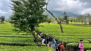 kebun-teh-tambi-wonosobo-jejak-kolonial.jpg