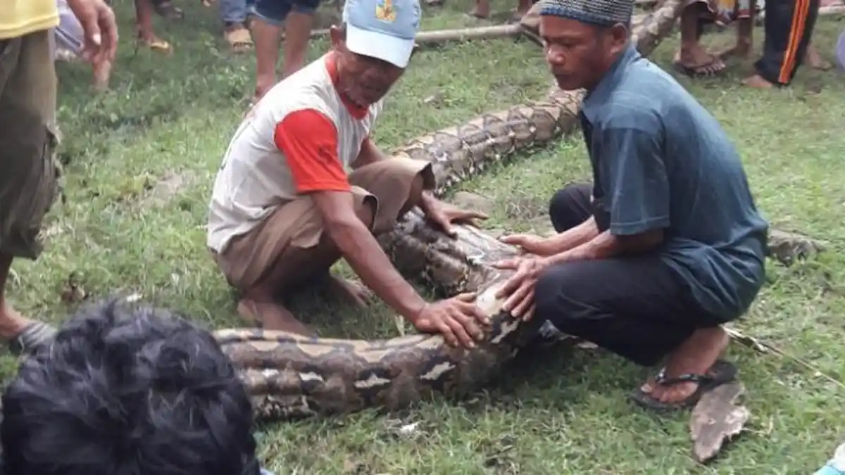 Ular Phyton Sepanjang 8 Meter Memangsa Sapi Milik Warga, Seperti Ini Penampakannya