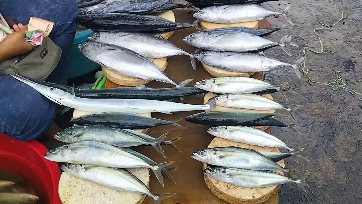 Ini 3 Jenis Ikan Lagi Mahal di Pasar Arumbae, Kota Ambon, Simak Harganya 