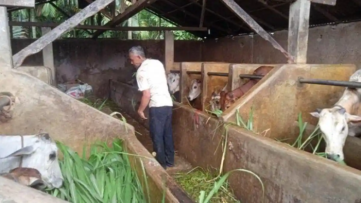 KEBUTUHAN Hewan Kurban Jelang Idul Adha di Sumut Capai 6.000 Ekor, Kadis Peternakan : Stok Aman