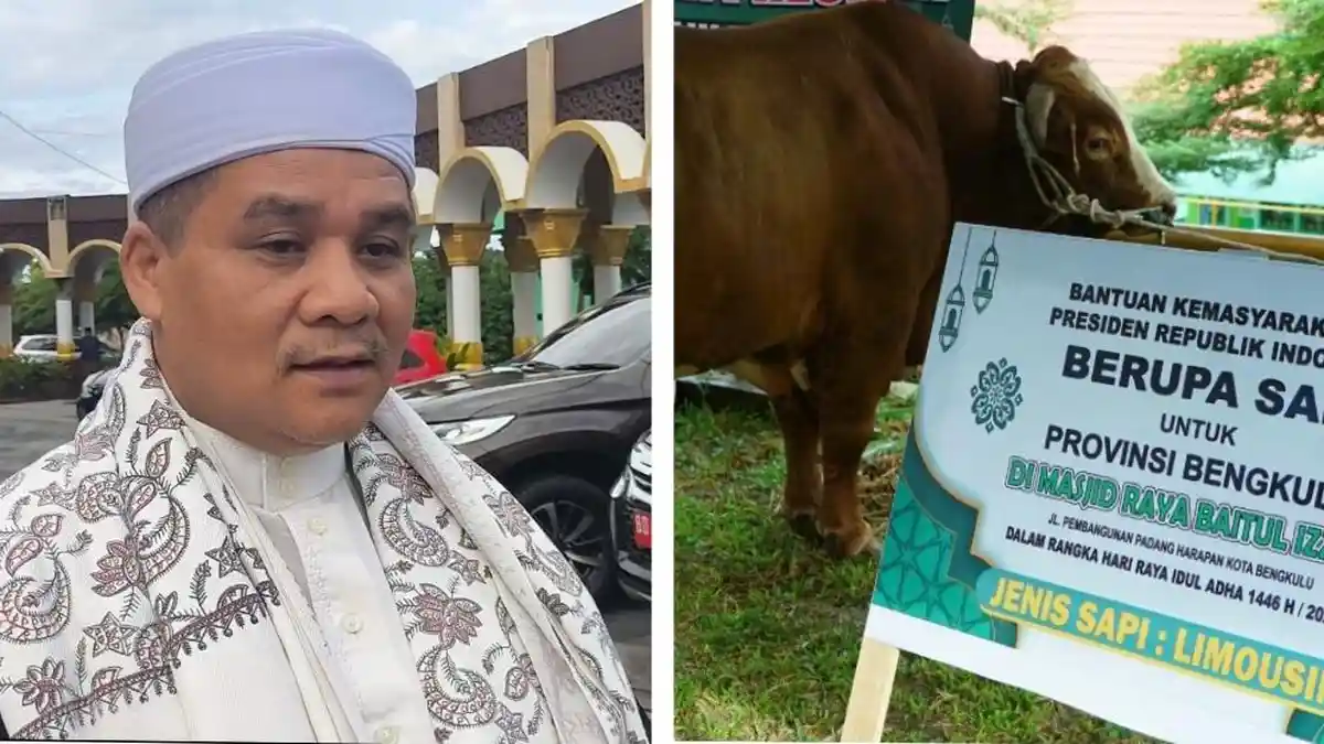Sapi Kurban Presiden Prabowo Seberat 1,1 Ton di Bengkulu Dipotong Besok Bersama 10 Sapi Pemprov