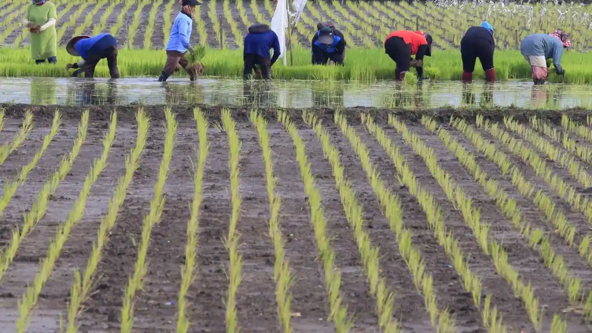 Pangandaran Surplus 101 Ribu Ton Beras, Setengah Hasil Panen Dijual ke Luar Kabupaten