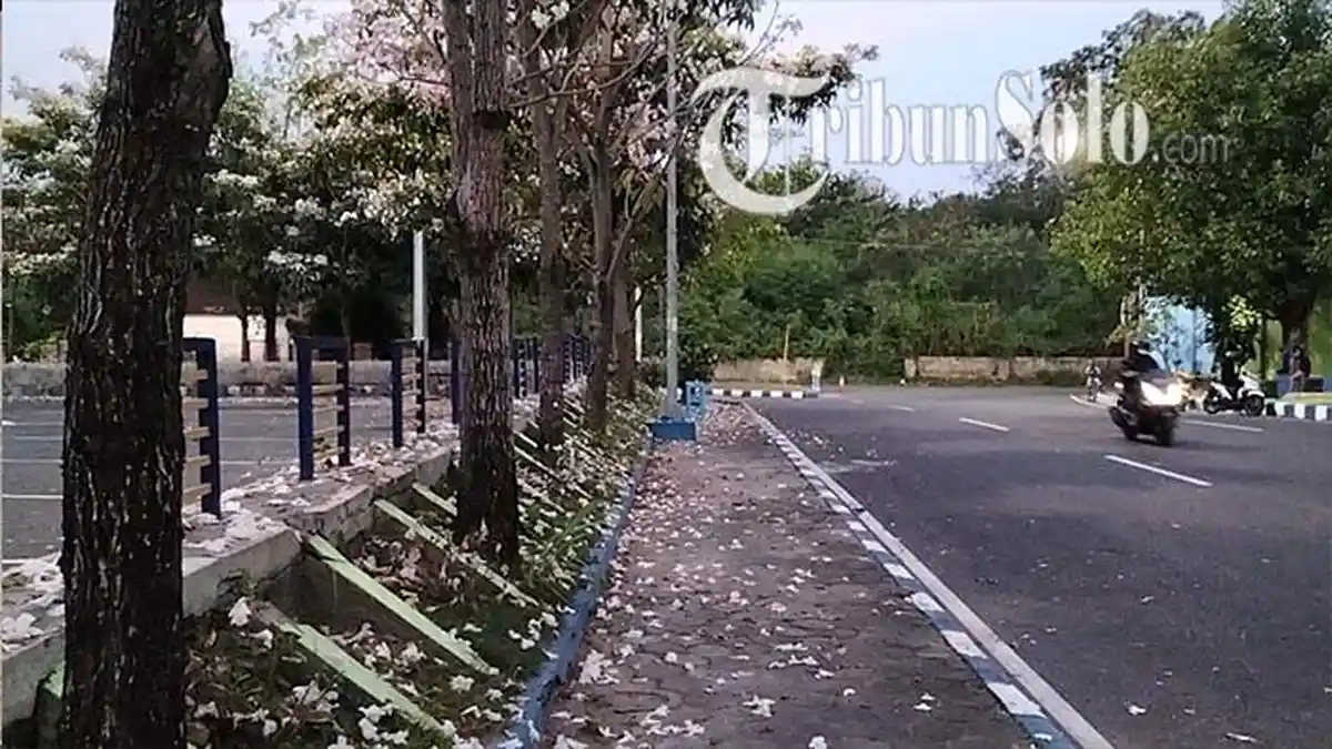 Terminal Klaten Kayak Suasana di Jepang, Ada Bunga yang Mirip Sakura: Berjatuhan Saat Puncak Kemarau