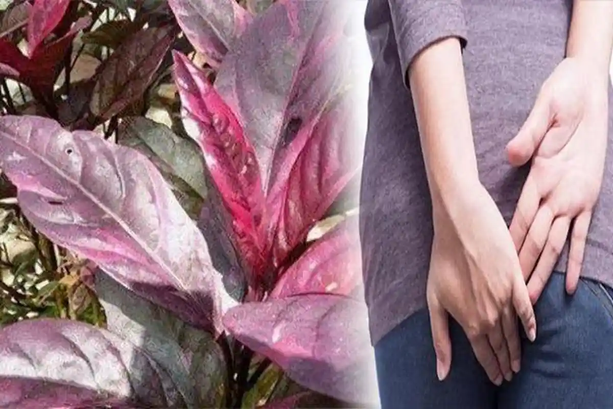 Proses Menyembuhkan Ambeien dengan 10 Bahan Alami dan Caranya