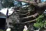 Rumah Joglo di Tulungagung Rusak Tertimpa Pohon Raksasa Tumbang Diterjang Angin Kencang