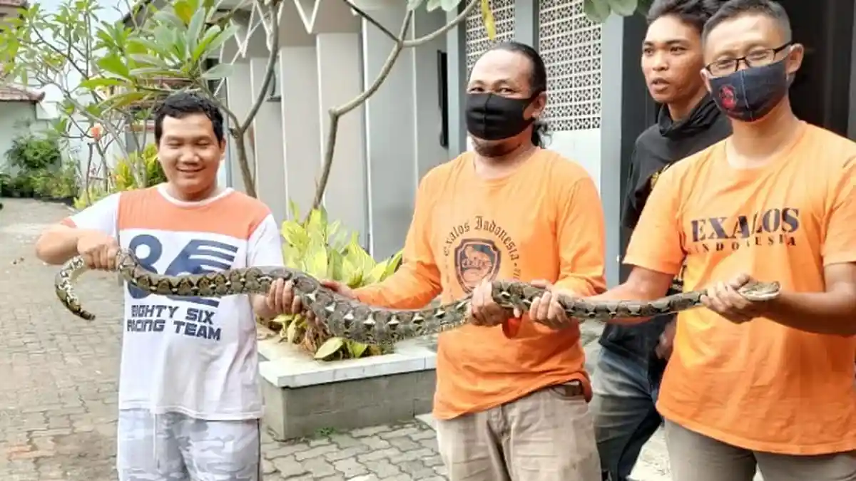 Bikin Merinding, Ular Piton 1,5 Meter Ditemukan di Kantor Samsat Solo, Perut Membesar Habis Makan