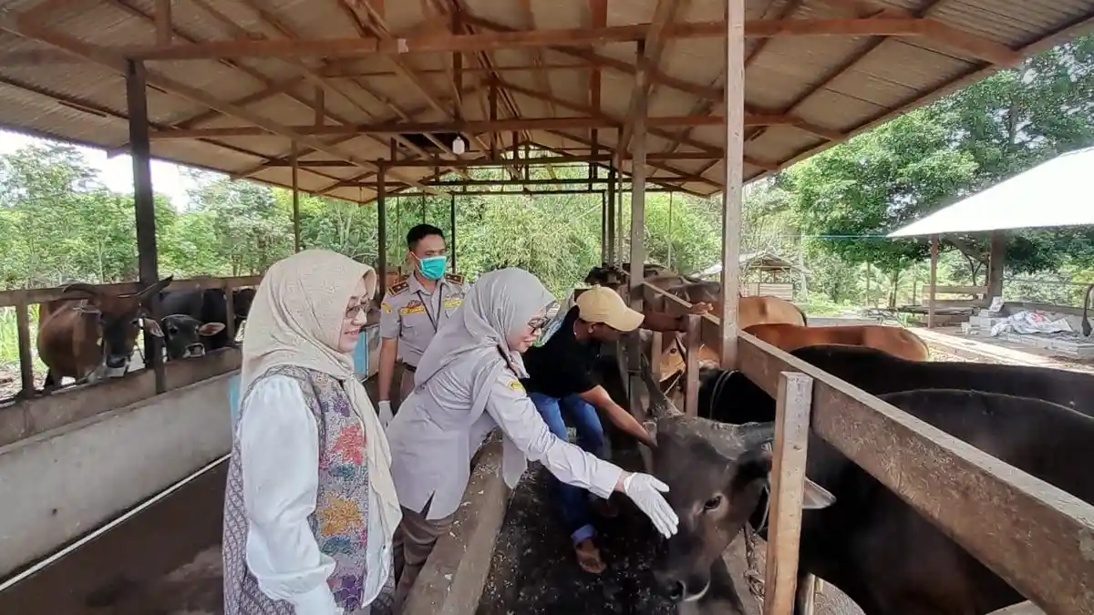 Balai Karantina Hewan, Ikan, dan Tumbuhan Kepri berkunjung ke Peternakan Sapi di Natuna