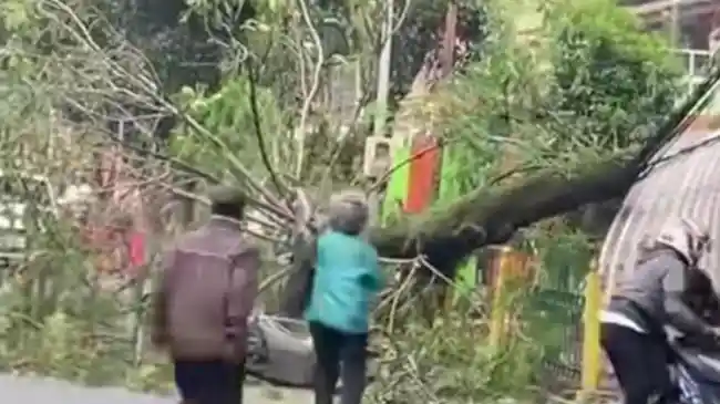 Pohon Trembesi Tua Tumbang Timpa Pemotor di Kebayoran Baru Jaksel