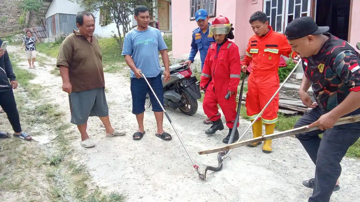 Geger! Ular Cobra Bersembunyi di Kamar Rumah Warga Tenilo Kota Gorontalo