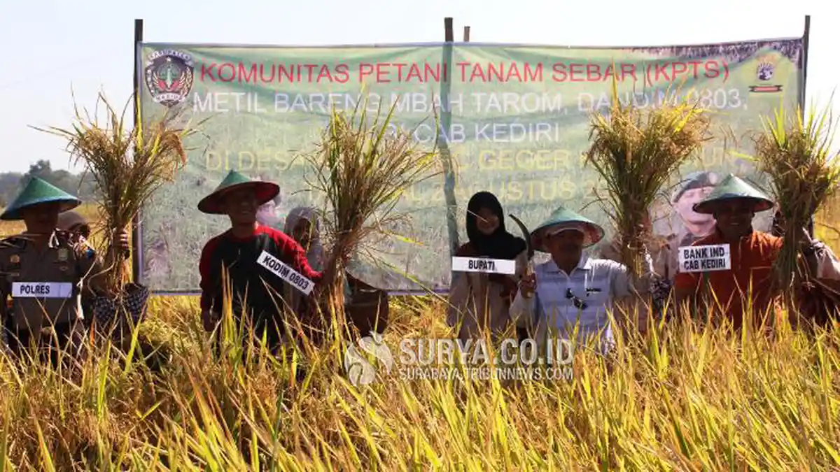 Pola Tanam Sebar, Tekan Biaya Garap Lahan dan Hasil Panen Banyak