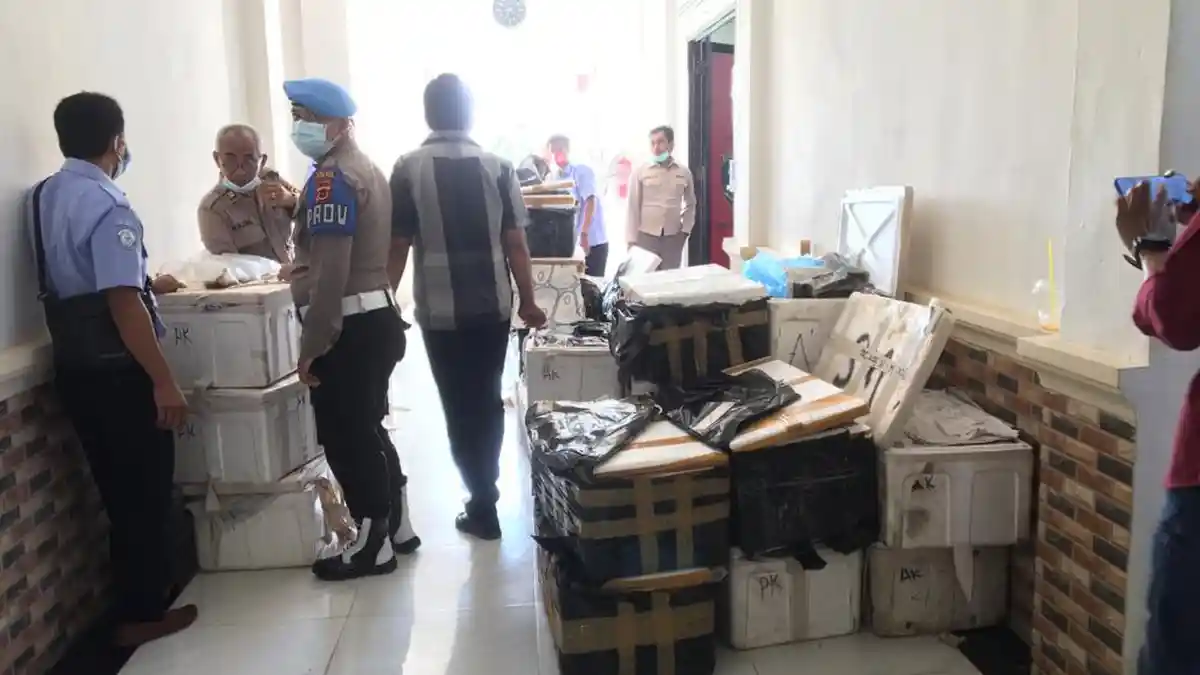 78 Boks Berisi Benih Lobster yang Diamankan Polres Tanjabbar Ditaksir Senilai Rp 40 Miliar