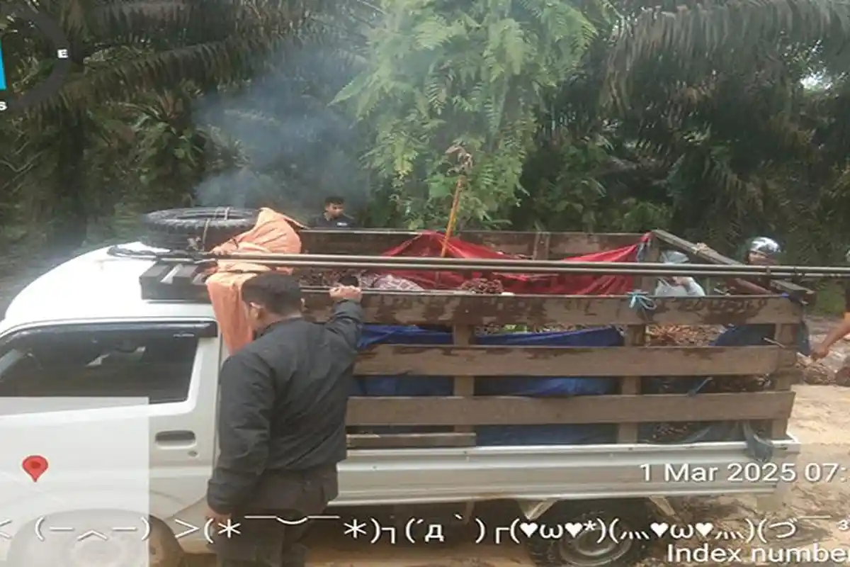 Diwarnai Kejar-kejaran, Pencuri Sawit di PT WHS II Sambas Dibekuk Polisi
