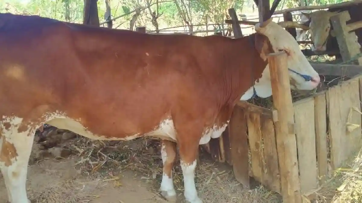 Jelang Idul Adha, Maling Sapi di Banyuwangi Lolos dari Kepungan Warga, Kabur Tinggalkan Hewan Curian