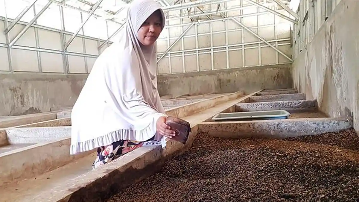 Meraup Cuan dari Budidaya Maggot, Pakan Ternak yang Bergizi