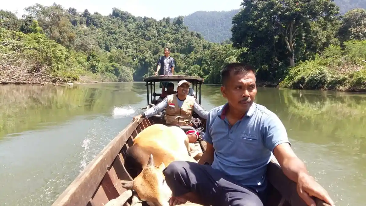 Sulitnya Mendistribusikan Sapi Kurban di Jalur Perbatasan   