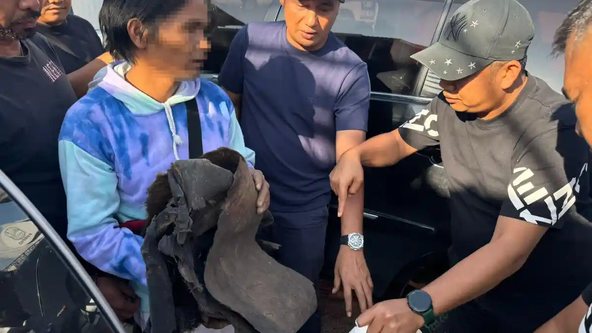 Polres Tapsel Ungkap Perdagangan Satwa Dilindungi, Pria Pembawa Sisik Trenggiling Ditangkap