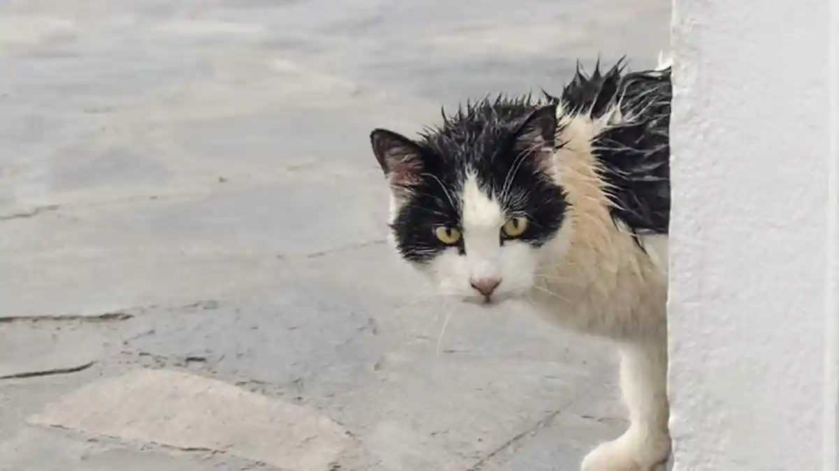 Nggak Cuma Mpus, Ini Dia 17 Macam Panggilan Kucing di Berbagai Negara di Dunia