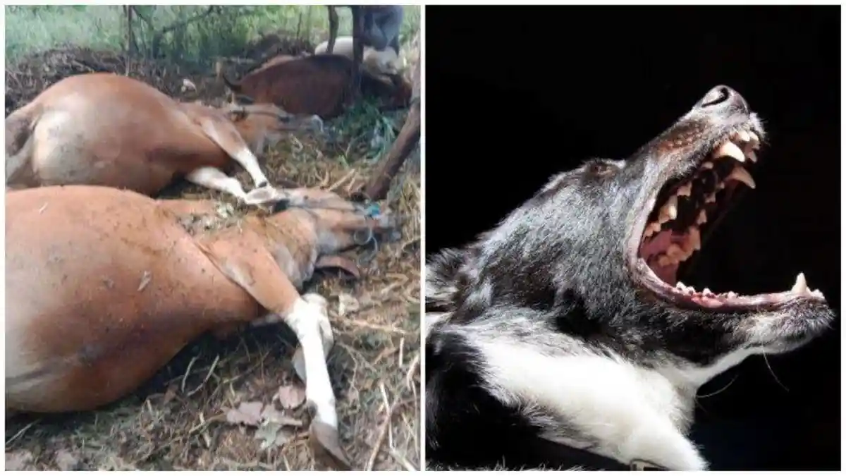 Sapi yang Pernah Diserang Anjing di Bali Mati Ditemukan Mati dengan Gejala Rabies
