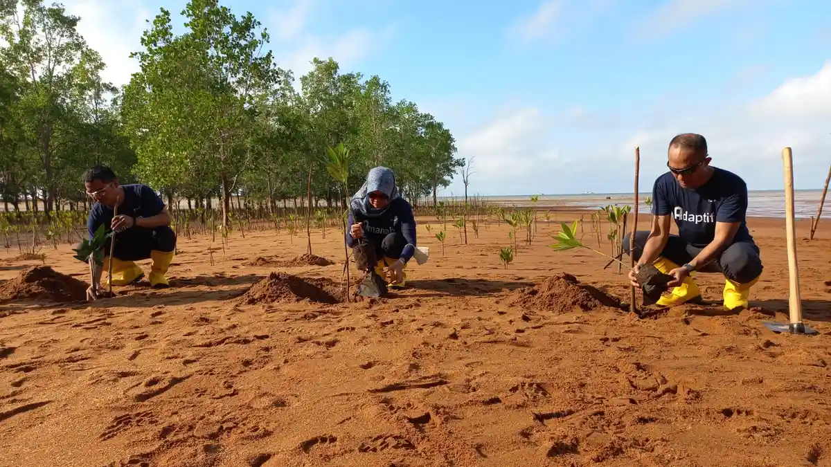 Sukseskan Program Net Zero Emission, PT Timah Tbk Tanam Mangrove di Pesisir Pantai Sungai Baru