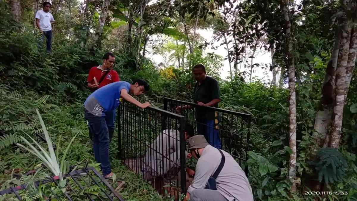 Beruang Madu Muncul Lagi di Kawasan Kelok 44, BKSDA Pasang Perangkap Evakuasi