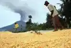 Aktifitas Warga di Kaki Gunung Sinabung