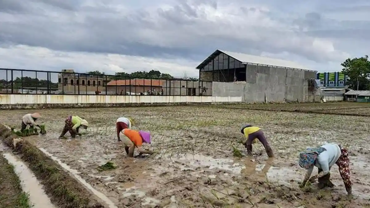 Petani Metro Pusat Minta Pemkot Metro Bantu Alat dan Mesin Pertanian