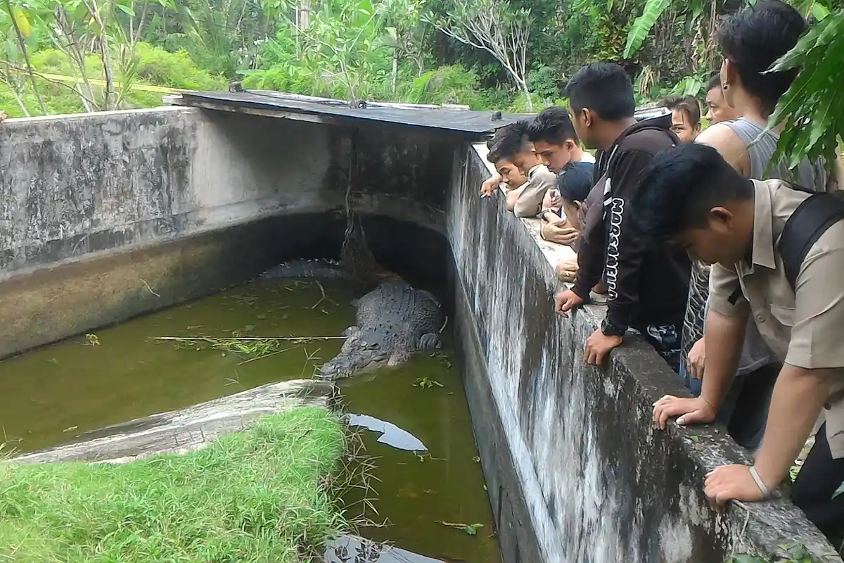 Pala Noldy: Buaya yang Terkam Deasy Dibeli dari Bitung pada 1999