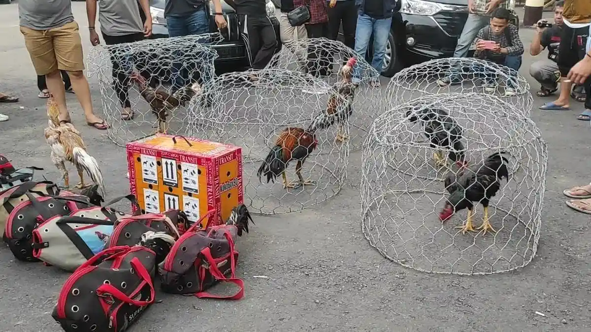 Terbongkar! Ini Lokasi Judi Sabung Ayam Terbesar di Gorontalo, 41 Warga Diringkus Polisi