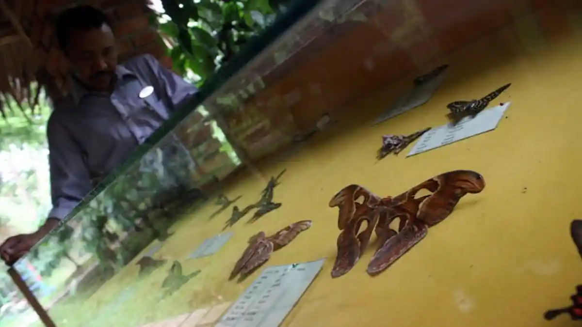 7 Arti Mimpi Kupu-Kupu, Mendarat di Tangan Pertanda Kemakmuran dan Harapan