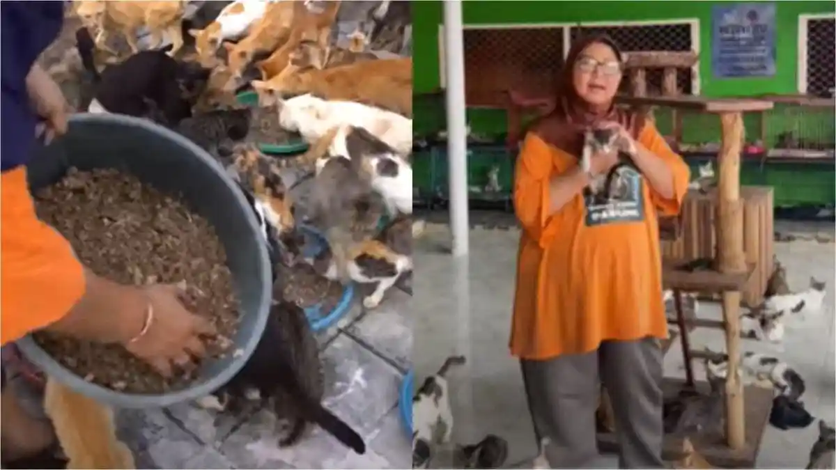 SOSOK Dita, Rawat 600 Ekor Kucing di Rumahnya, Uang Makanya Sebulan Berapa ?