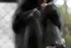 Monyet Imut Hitam Koleksi Ragunan