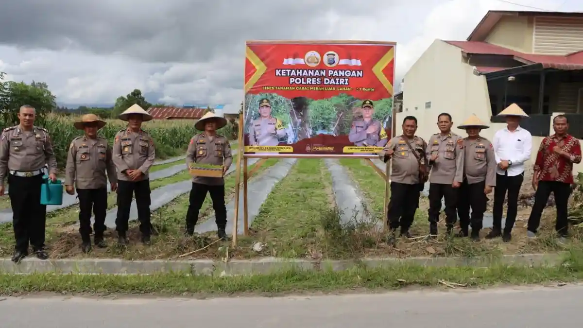Ketahanan Pangan, Penanaman Cabai Merah Pilihan Polres Dairi