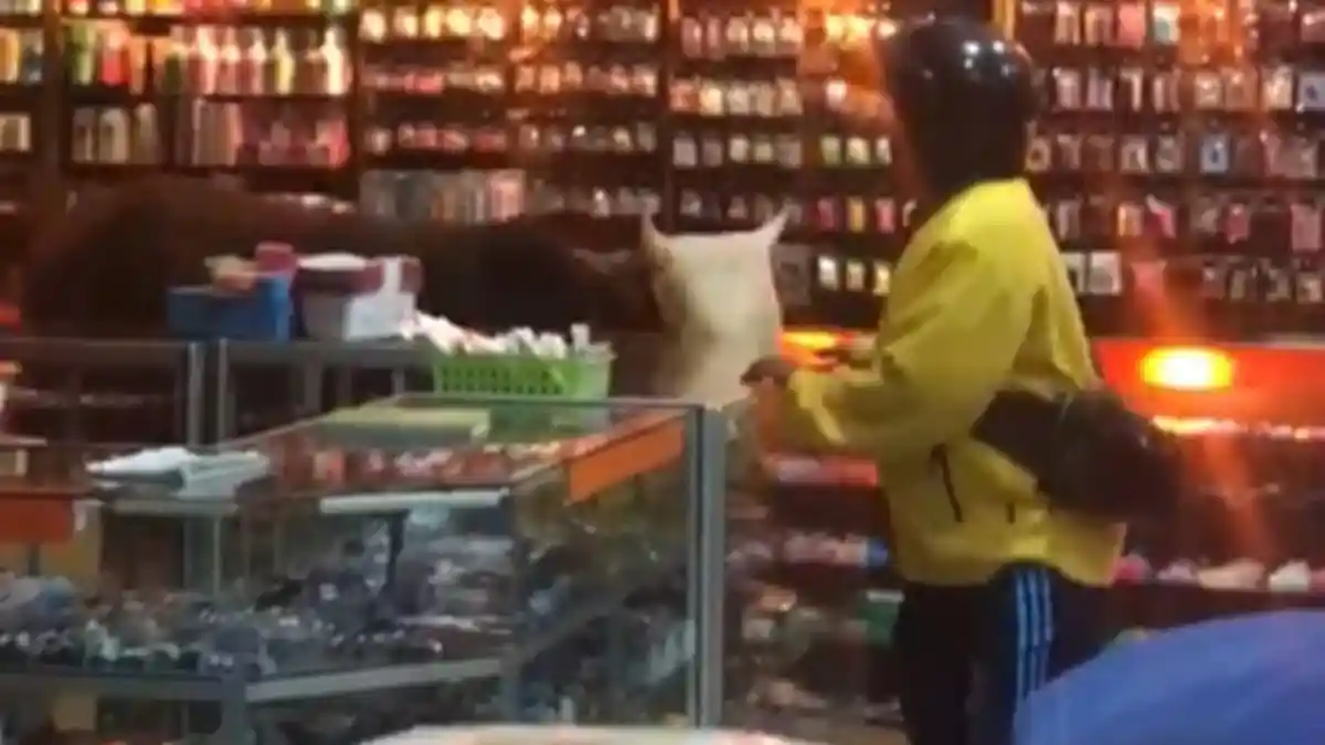 Video Viral di Kediri, Sapi Kurban Ngamuk dan Masuk ke Dalam Toko