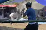 sapi-kurban-ngamuk-di-ledeng-ya.jpg