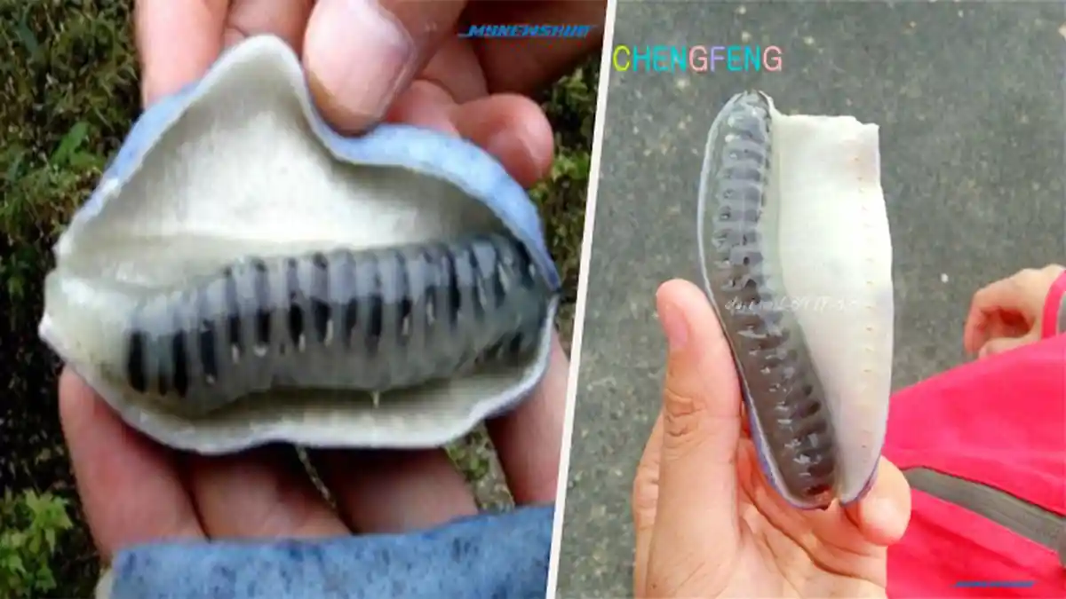 Buah Punya Bentuk yang Aneh dan Sering Disebut Buah 'Kotoran Kucing', Berani Coba ?