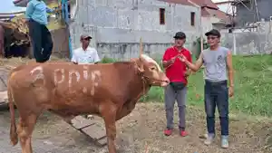 DPD-PDI-Perjuangan-Jawa-Timur-menyalurkan-468-ekor-sapi-kurban.jpg
