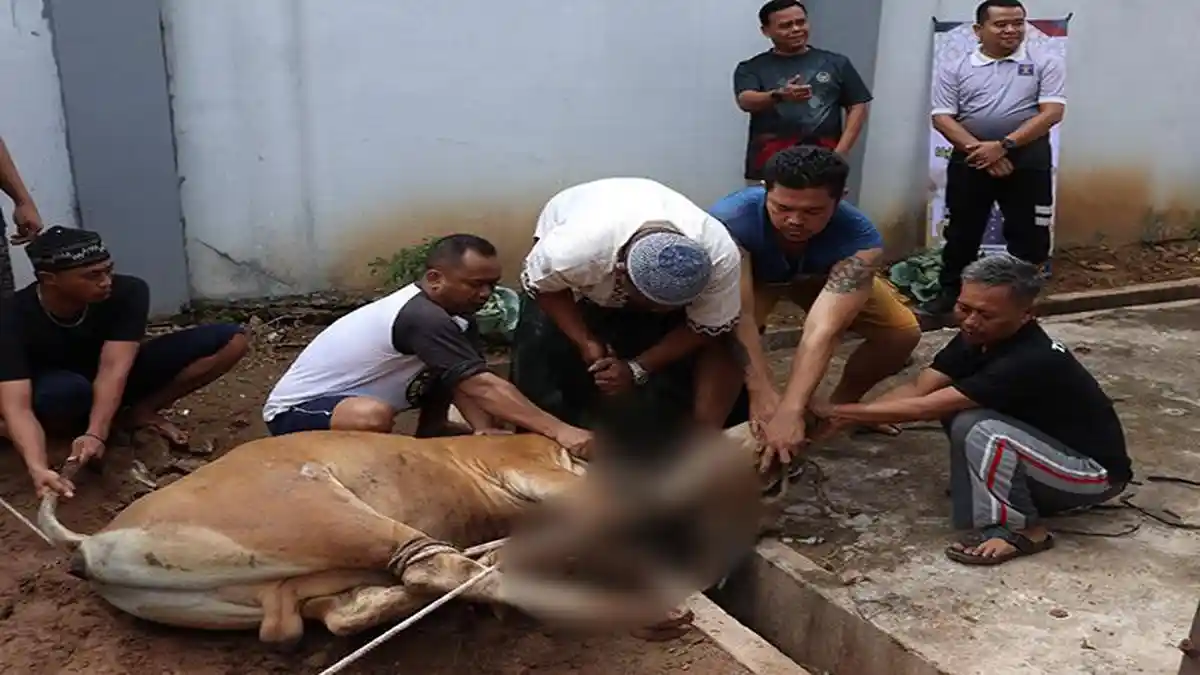 Idul Adha 1446 H, Rutan Sanggau Sembelih 4 Hewan Kurban