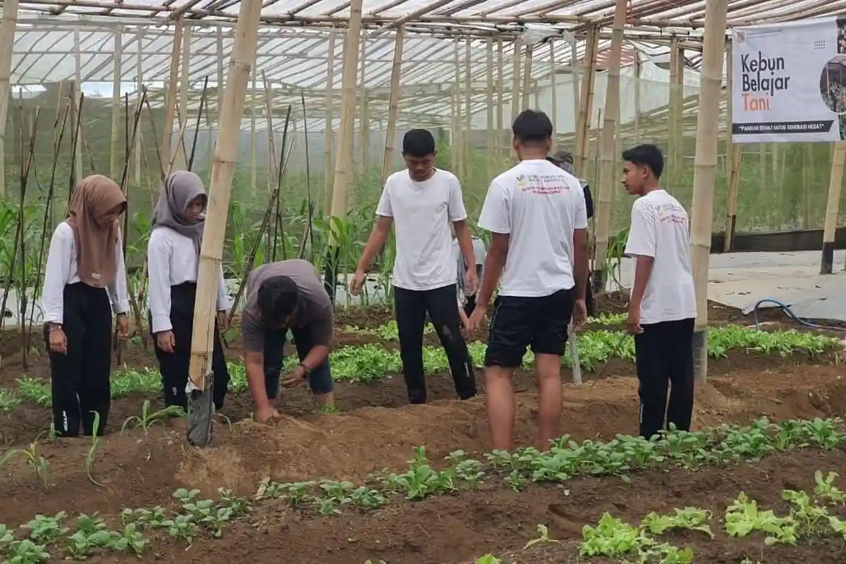 Belajar Sambil Berkebun, Siswa Sekolah Rakyat Wonosobo Panen Sayur Hasil Tanaman Sendiri