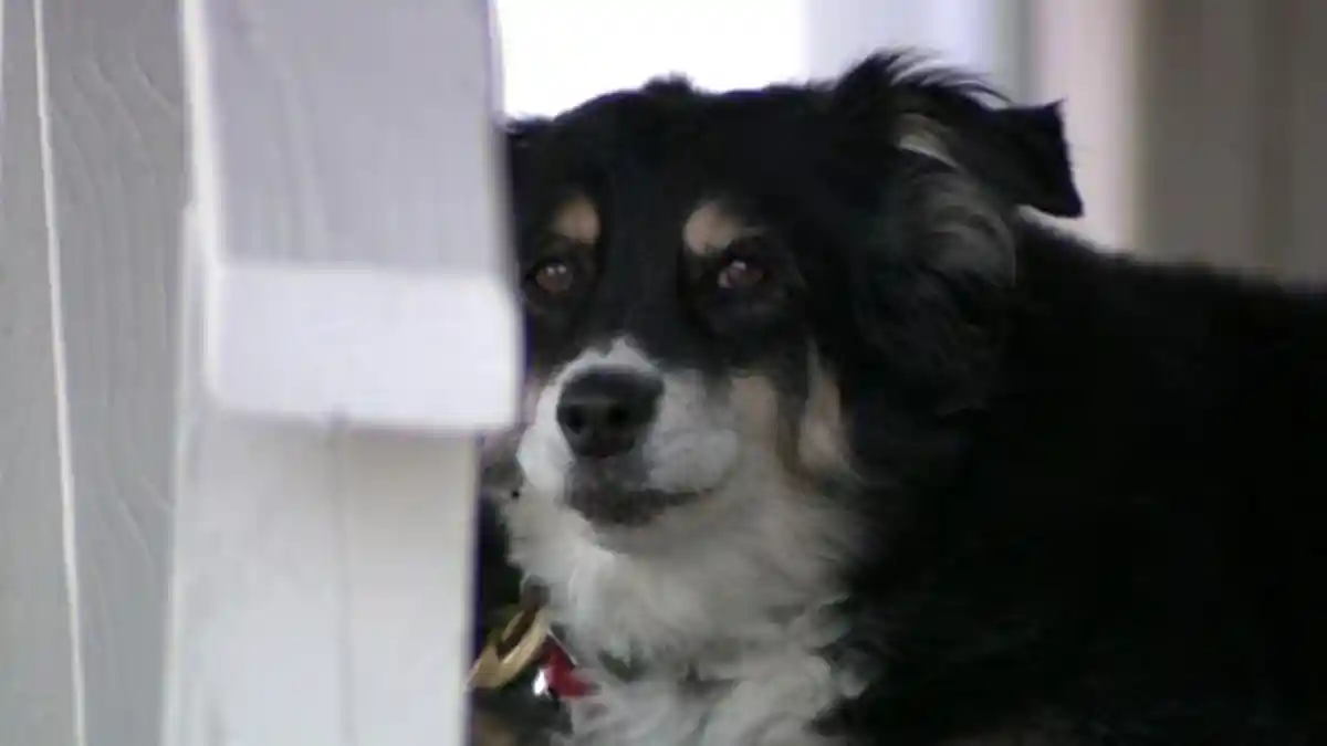 Kenalkan Lulu si Anjing Kaya Raya, Dapat Warisan Miliaran dari Majikannya yang Sudah Meninggal