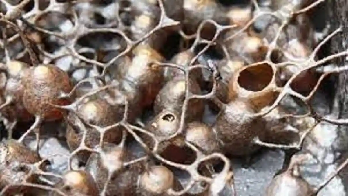 Petani Madu Kelulut di HKM Berijo, Hadapi Hama Monyet Merusak Sarang Lebah - Posbelitung.co