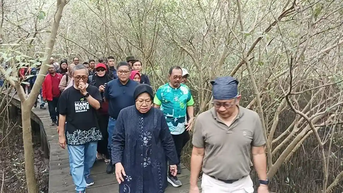 Rocky Gerung, Hasto, dan Risma di Kebun Raya Mangrove Surabaya