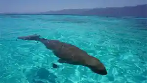 Pantai-Mali-di-Alor-tak-hanya-indah-tapi-wisatwan-juga-bisa-melihat-dugong.jpg